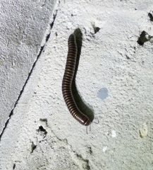 Cylindroiulus caeruleocinctus