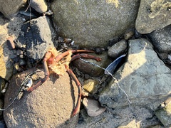 Panulirus interruptus