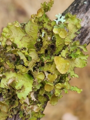 Tuckermanopsis orbata