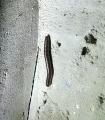 Cylindroiulus caeruleocinctus