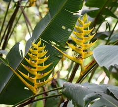 Heliconia lankesteri image