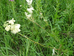 Filipendula stepposa