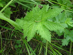 Filipendula stepposa