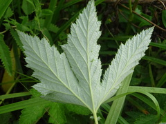 Filipendula stepposa
