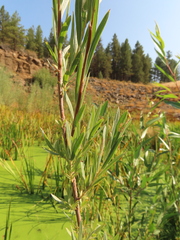 Salix exigua hindsiana