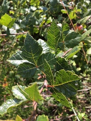 Rhus aromatica
