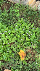 Mazus pumilus