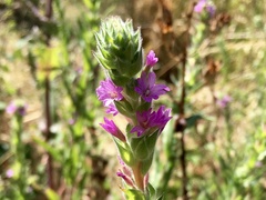 Epilobium densiflorum