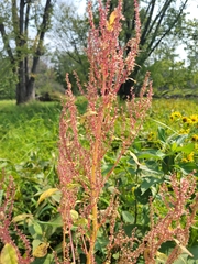 Amaranthus cruentus