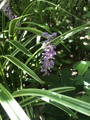 Liriope muscari