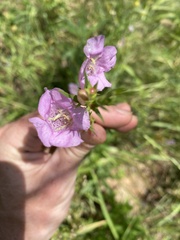 Agalinis heterophylla