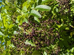 Sambucus canadensis