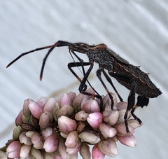 Leptoglossus phyllopus