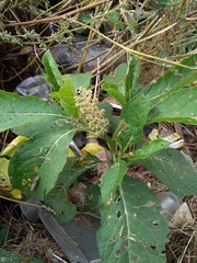 Phytolacca acinosa
