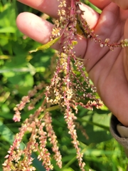Amaranthus cruentus