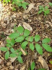 Calycanthus floridus