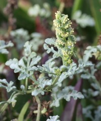 Ambrosia chamissonis