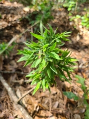 Dichanthelium scoparium