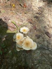 Desarmillaria tabescens