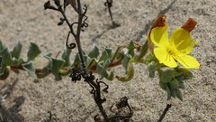 Camissoniopsis cheiranthifolia