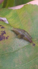 Phylloxera caryaevenae