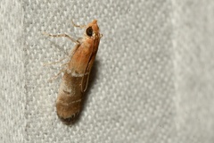 Moodna pallidostrinella