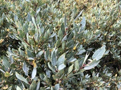 Salix petrophila