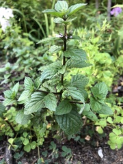 Mentha arvensis