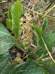 Phytolacca acinosa