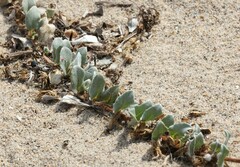 Camissoniopsis cheiranthifolia