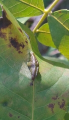 Phylloxera caryaevenae