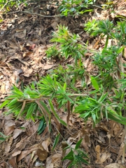 Dichanthelium scoparium