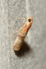 Moodna pallidostrinella