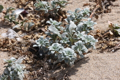 Camissoniopsis cheiranthifolia