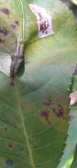 Phylloxera caryaevenae