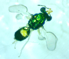 Chrysocharis