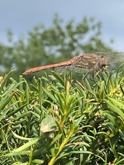 Sympetrum striolatum