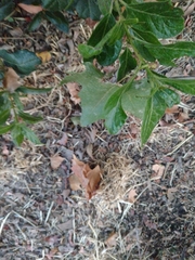 Platanus × hispanica