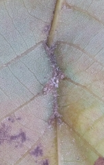 Phylloxera caryaevenae
