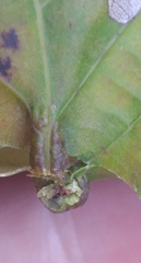 Phylloxera caryaevenae