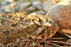 Phrynosoma cornutum