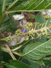 Phytolacca acinosa