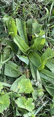 Vespula flavopilosa