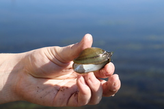 Alasmidonta marginata