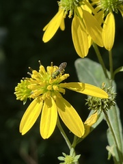 Augochlora pura