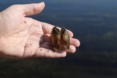 Alasmidonta marginata