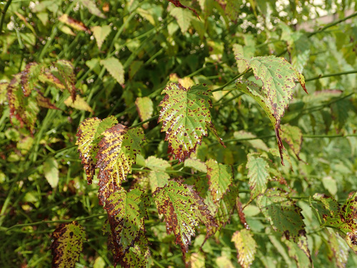 Blumeriella kerriae observed 2022-09-15