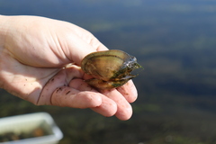 Alasmidonta marginata