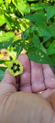 Physalis virginiana