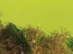 Carex comosa